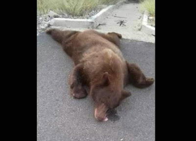 Muere oso luego de ser atropellado en la carretera Ímuris-Cananea