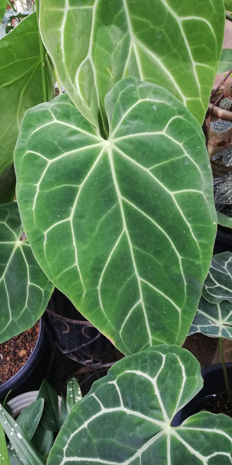 Garden Chronicles Anthurium crystallinum (Anthurium Ace of Spades