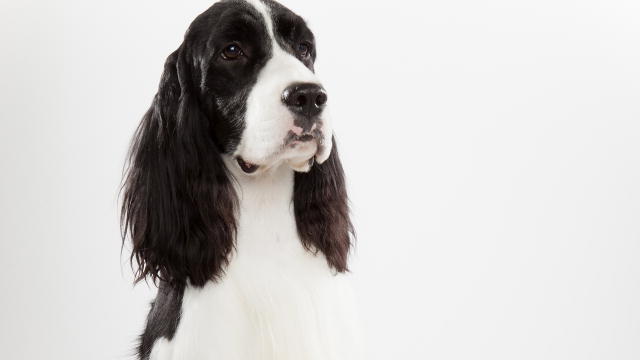 english springer spaniel apartment
