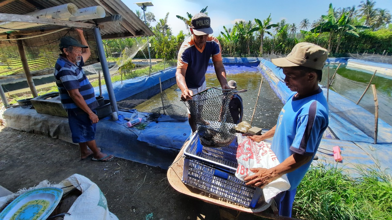 Pinjaman Modal KKP Masa Pandemi Berikan Manfaat Pembudidaya Lele