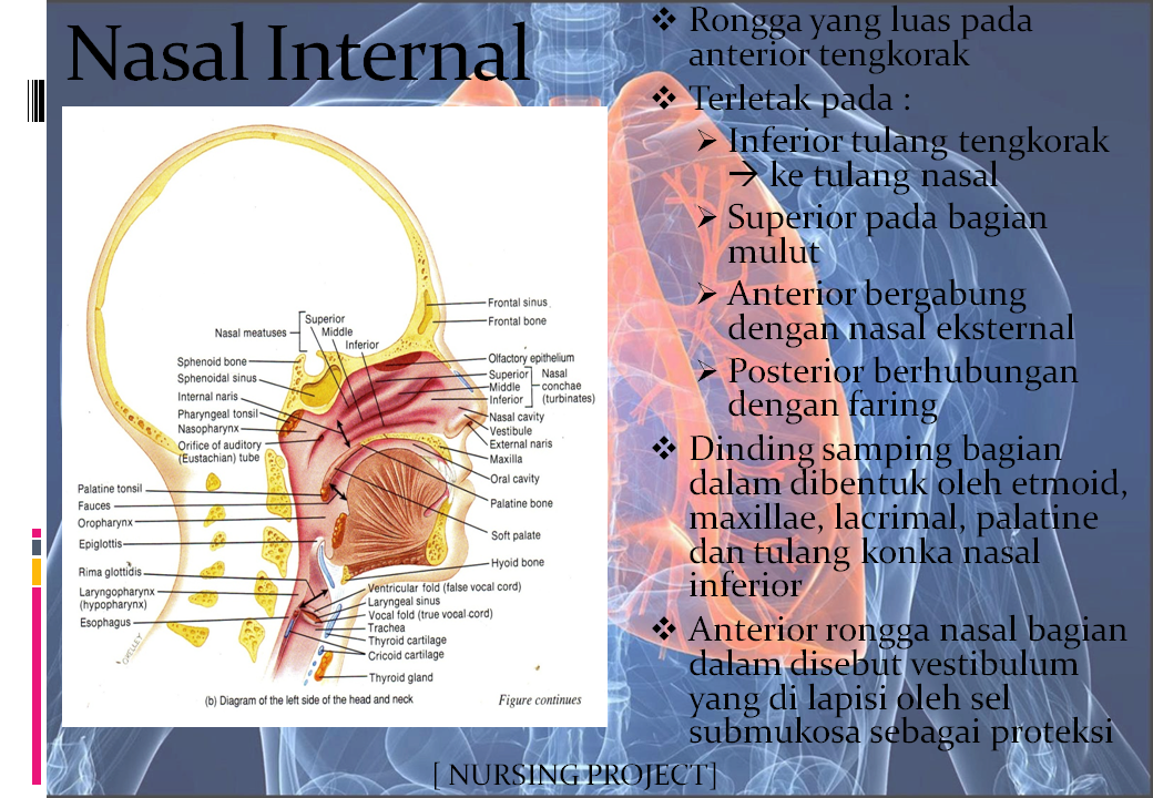 NURSING PROJECT: ANATOMI DAN FISIOLOGI SISTEM RESPIRASI