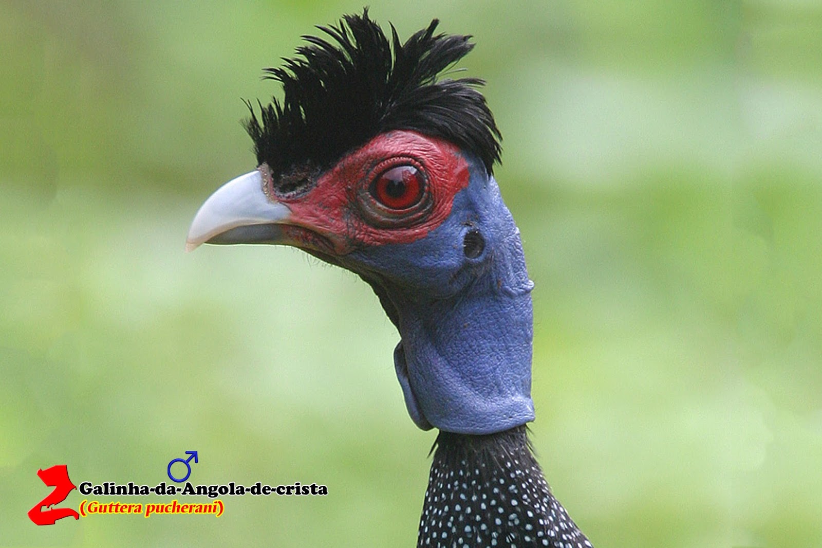 Zoologia Galinhadaangoladecrista (Guttera pucherani) Zoologia Galinhadaangoladecrista (Guttera pucherani)