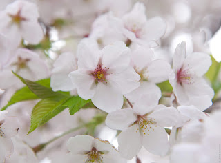 Sakura japan cherry blossom - цветение сакуры