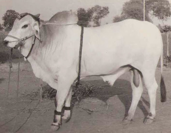 ongole cattle, about ongole cattle, ongole cattle breed, ongole cattle breed info, ongole cattle breed facts, ongole cattle behavior, ongole cattle color, ongole cattle characteristics, ongole cattle care, caring ongole cattle, ongole cattle coat color, ongole cattle facts, ongole cattle for milk, ongole cattle farms, ongole cattle farming, ongole cattle history, ongole cattle info, ongole cattle images, ongole cattle milk, ongole cattle milk production, ongole cattle origin, ongole cattle personality, ongole cattle photos, ongole cattle pictures, ongole cattle rarity, ongole cattle rearing, raising ongole cattle, ongole cattle size, ongole cattle temperament, ongole cattle tame, ongole cattle uses, ongole cattle weight