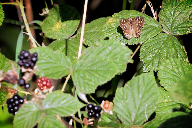 Afternoon sunlight on a speckled wood butterfly at Ouse Fen Nature Reserve