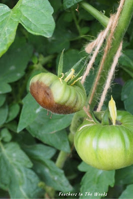 Tomatoes with blossom end rot