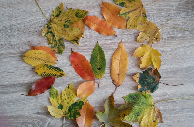 autumn leaves leaf