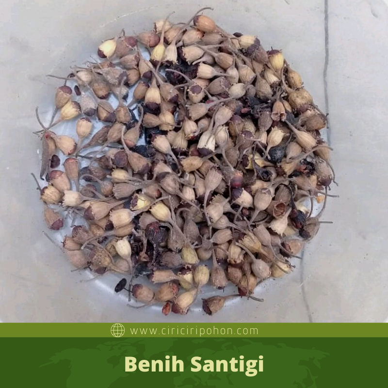 Cara Menanam Benih Santigi Karang / Laut