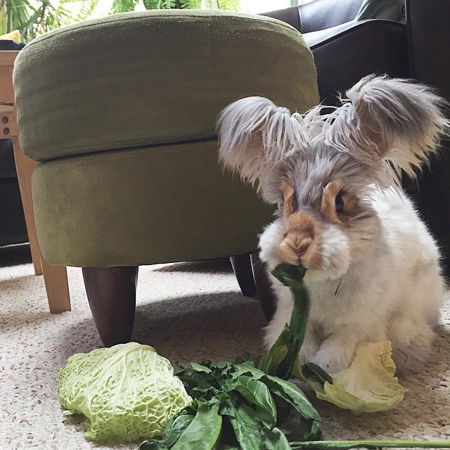Adorable Pictures Of Wally, The Bunny With The Largest And Cutest Ears We've Ever Seen Adorable Pictures Of Wally, The Bunny With The Largest And Cutest Ears We've Ever Seen