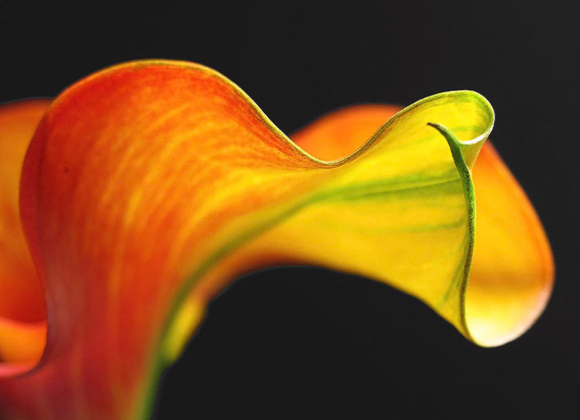 Calla LilyExpensive Flower ThundersCloud