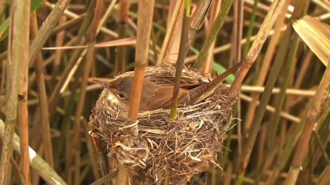 Fakta Unik Burung Kedasih Yang Konon Pembawa Berita Buruk Pamankicau