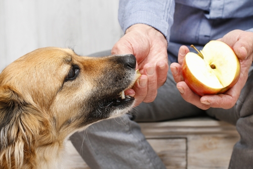 12 Healthiest Human Food Dogs Can Eat