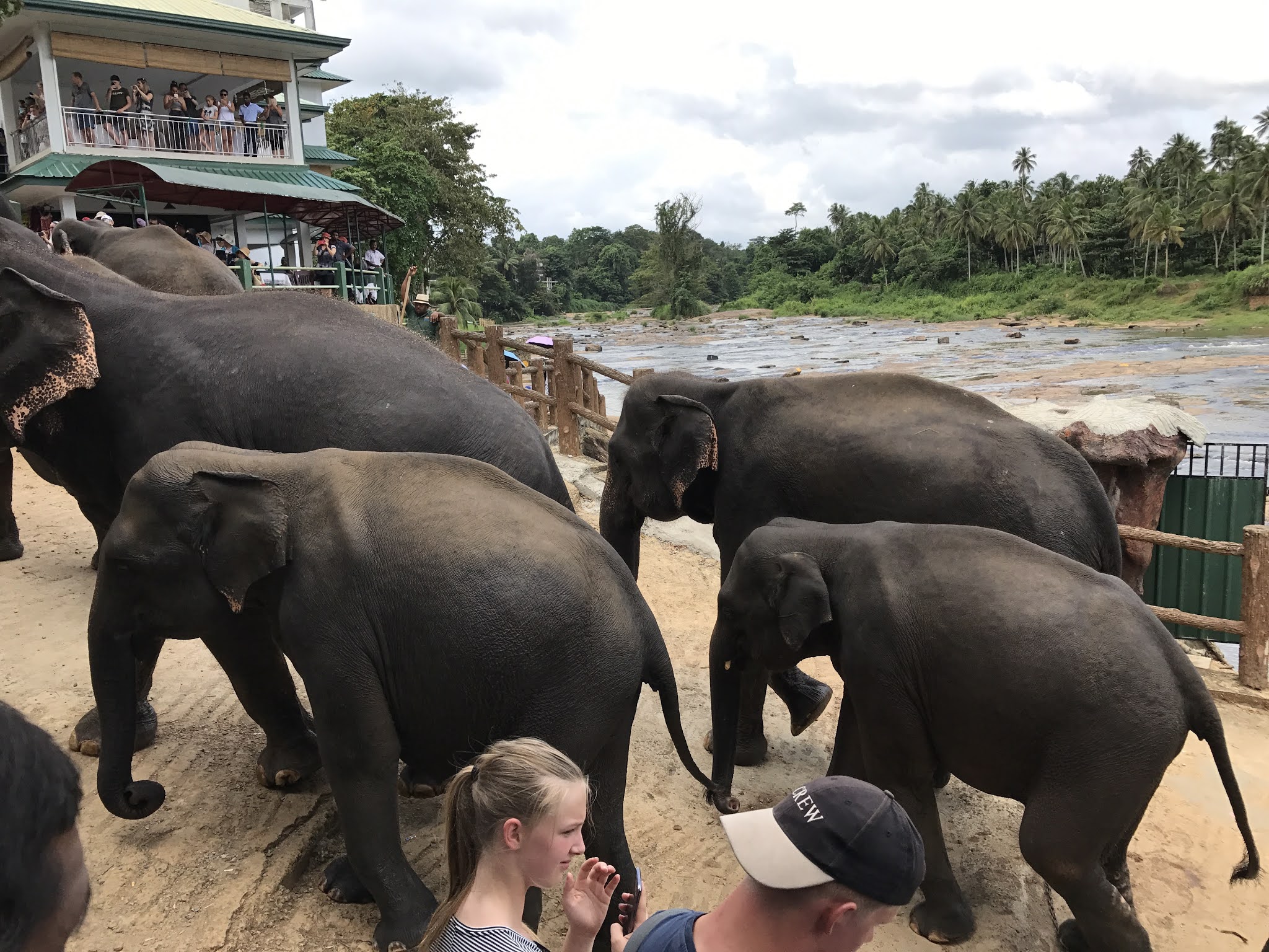 Fun facts about Sri Lankan Elephants Travel Ideas