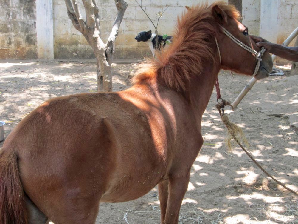 Abandoned Horse and Rescue - ARUNACHALA GRACE