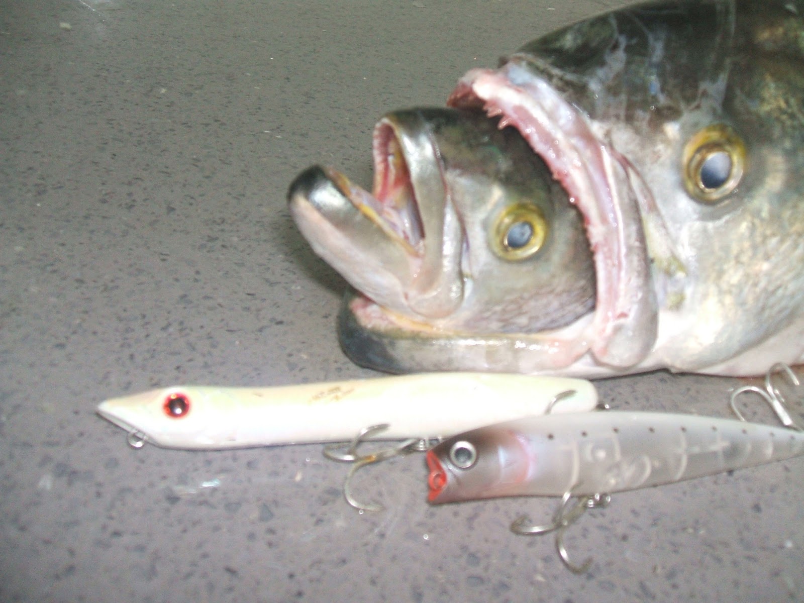 SALTWATER SPINNING IN ISRAEL: CRAZY FISH