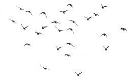 bird birds flock editing