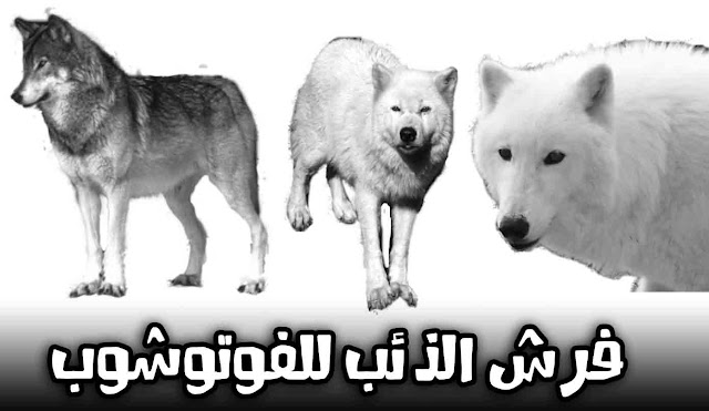 تحميل فرش الذئب فوتوشوب تحميل فرش الذئب فوتوشوب