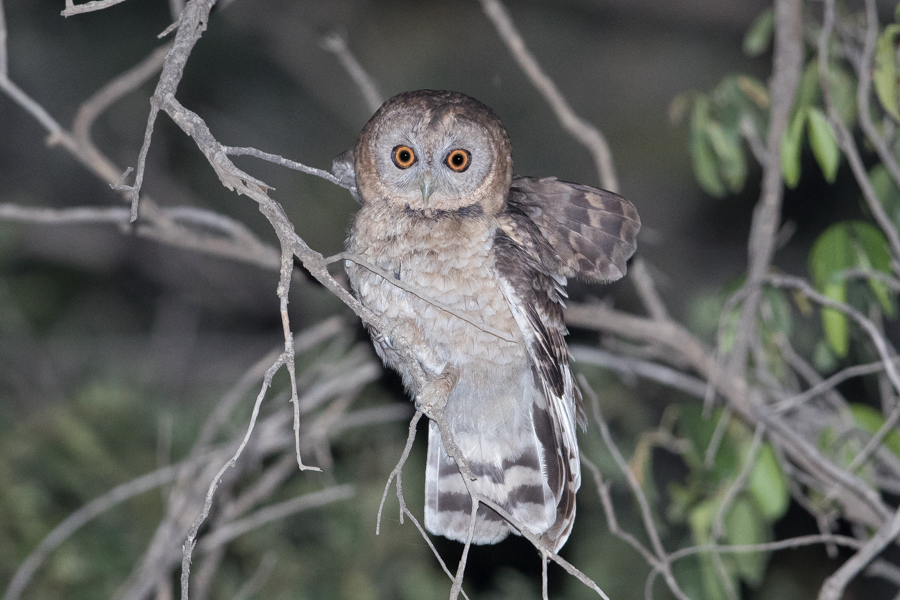 Desert Owl 