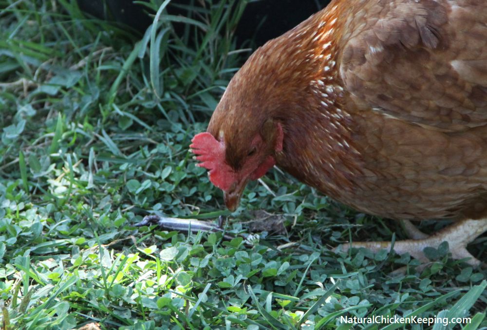 Natural Chicken Keeping How to Eat a Lizard