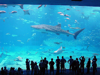 Aquarium Paling Besar di Dunia