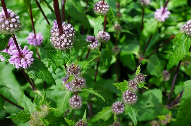 indoor ornamental plants