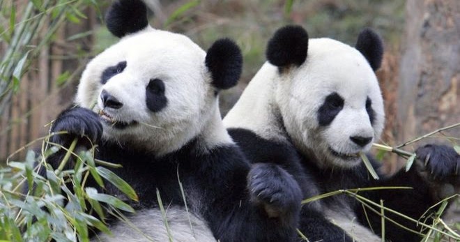 Contoh Descriptive Text Tentang Hewan Panda Ruang Ilmu