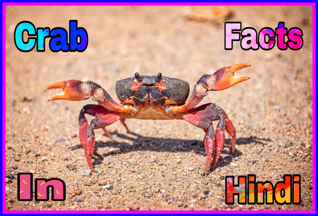 Crab Facts In Hindi केकड़ा के बारे में जानकारी Hindi7facts