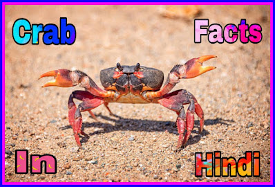 Crab Facts In Hindi