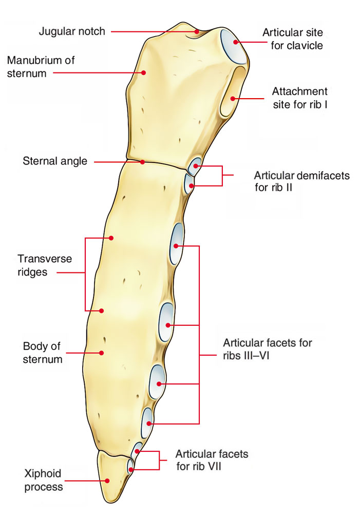 Quelles Sont Les Trois Parties Du Sternum - Image to u