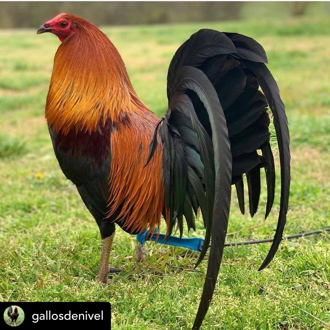 Sabong Guide Gamefowl Pointing