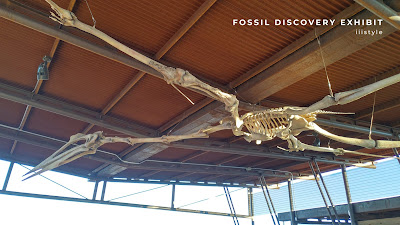化石展覽館 Fossil Discovery Exhibit