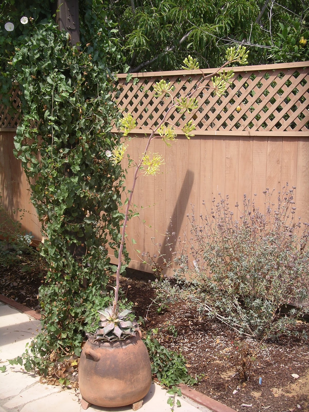 A California Native Plant Garden in San Diego County: Late Summer - The