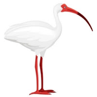 Corocoro Blanco o Ibis Blanco Americano