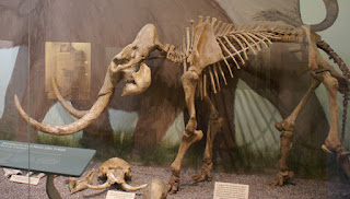 Mammuthus exilis iskeleti