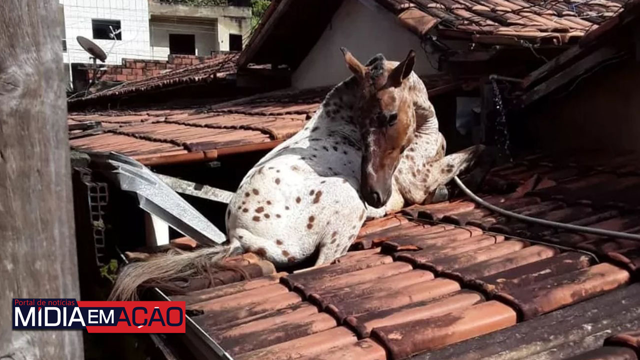 Vídeo: Cavalo fica preso no telhado de prefeitura