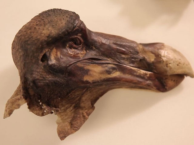 Mumi Burung Dodo Korban Pemburuan