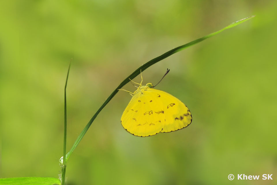Butterflies of Singapore Upside Down Butterflies