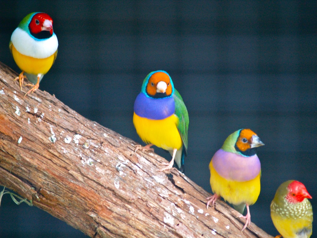 Bird In Everything: Wild Finches Birds