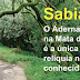 BUÇACO - “Sement Event” regressa repleto de atracções