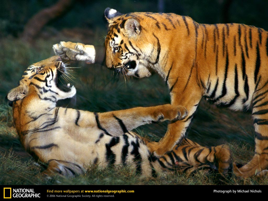 http://1.bp.blogspot.com/-w26CDMQlnkU/TaRlqIv3qGI/AAAAAAAAArY/cyv6k3koiVY/s1600/3.tiger.jpg