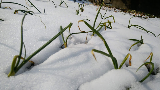 雪から出ているタマネギの葉