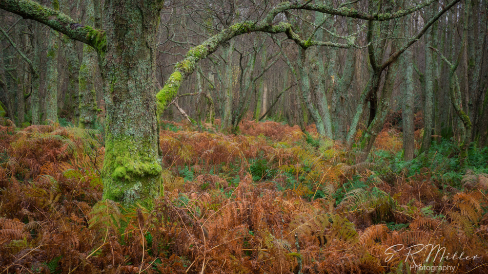 Roudsea Wood, Orton effect, Affinity Photo