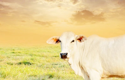 cow dream meaning, cow dream interpretation - Jyotiswapan