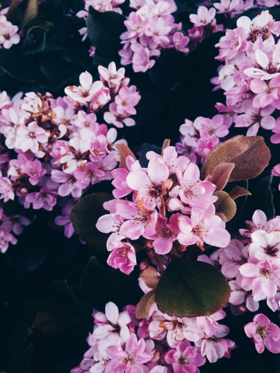 Wallpaper Of Flower Hd Wallpaper Of Flower Hd