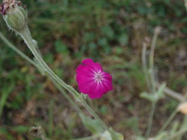 Silene coronaria Silene coronaria
