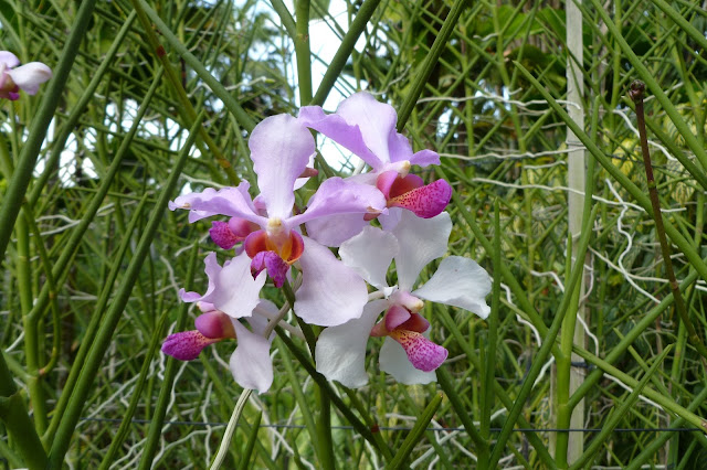 Orchidea