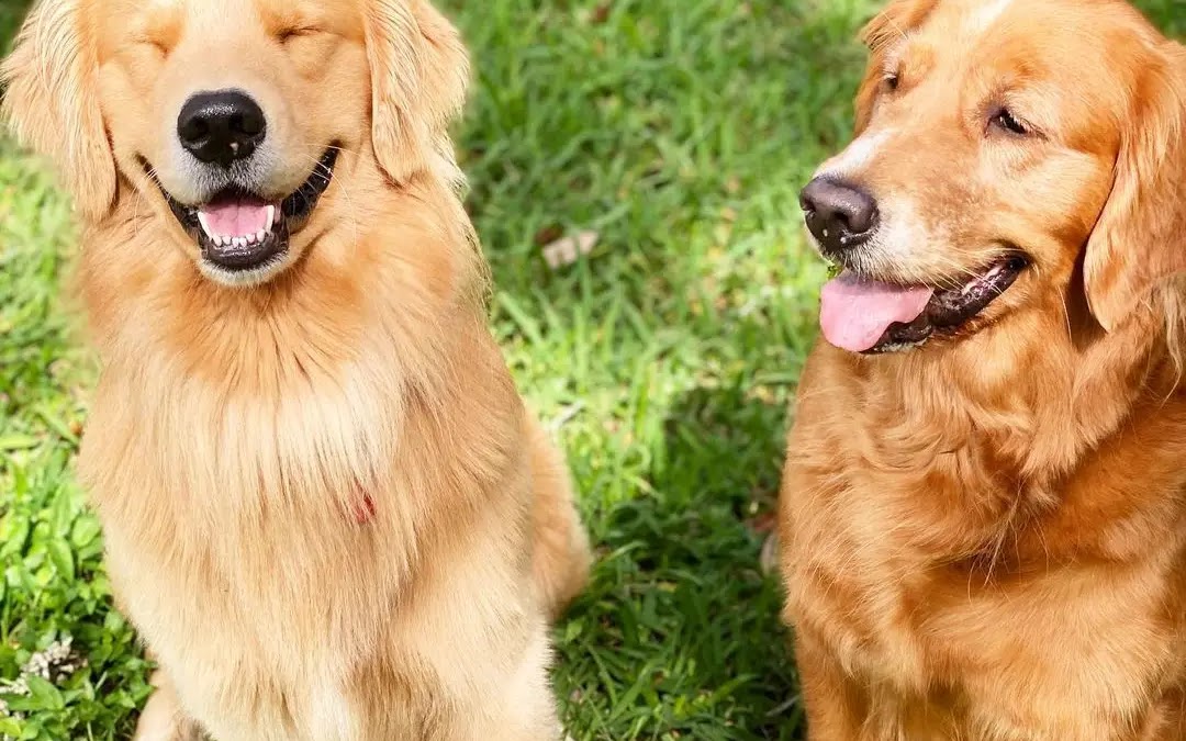 9 Best Golden Retriever Breeders In Florida 2022