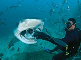 Diving in Phuket
