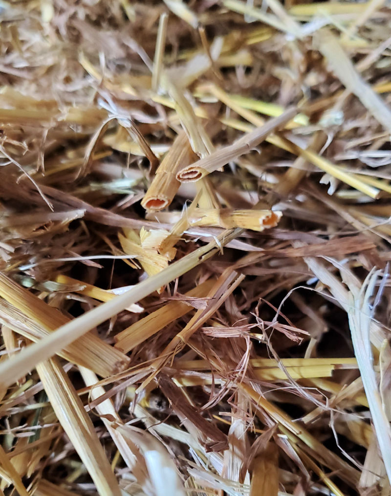Straw vs. Shavings My Choice for Chicken Coop Litter Fresh Eggs Daily®
