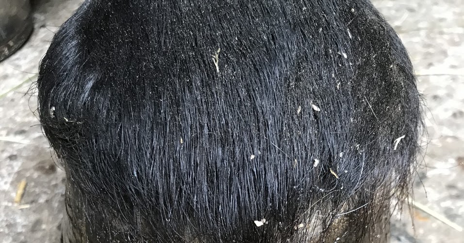 Equine Science Update: Fresh insight into hoof growth